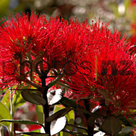 Clematis: Clematis in Spring