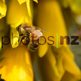 Spring Clematis Flowers