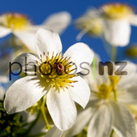 NZ Flower Photos: Rewarewa Flower