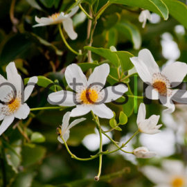 NZ Flower Photos: Rewarewa Flower and bee
