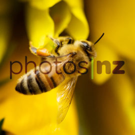 NZ Flower Photos: Rewarewa flower and honey bee