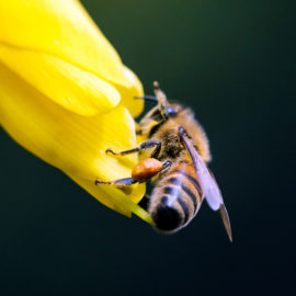 NZ Flower Photos: Rewarewa Flower bees collecting nectar
