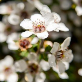 Ice Plant Flower: Bumble Bee Visiting Ice Plant Flower