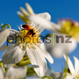 NZ Flower Photos: Puriri flower
