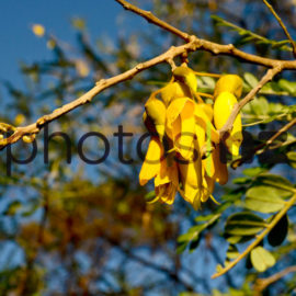 NZ Flower Photos: Pohutukawa Flower