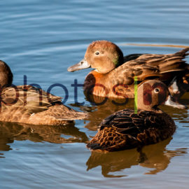 NZ Bird Photos: Male Tomtit on rock garden