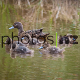 NZ Bird Photos: Paradise mum takes kids surfing