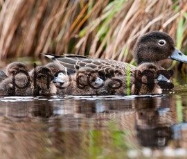 Paradise ducklings wave top