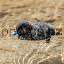 Paradise ducklings wave watch