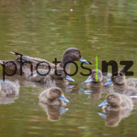 Products: Kiwi ranger about to release a large female Brown Kiwi