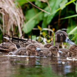 Products: Brown Kiwi heads for freedom