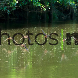 Brown Kiwi being released in the wild