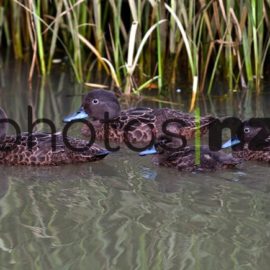 NZ Bird Photos: Whio feeding