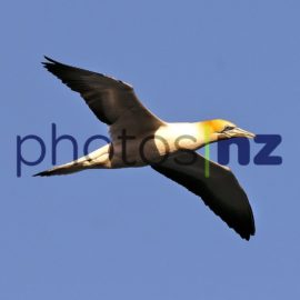 Fantail: Fantail at Owhangao