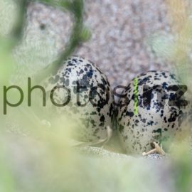 Fairy Tern spotted in Waipu