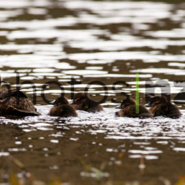 Products: Gannet on the Water