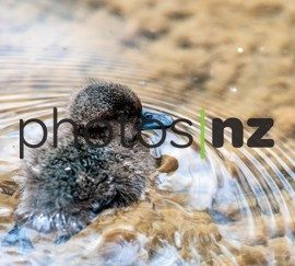 NZ Bird Photos: Whio ducklings feeding lineup
