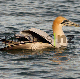 NZ Bird Photos: Brown Teal Ducks