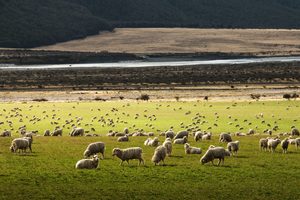 New Zealand Nature – JYP Cosmetics