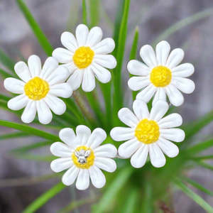 Outdoor Living: Ceramic Daisies | Box Of 5