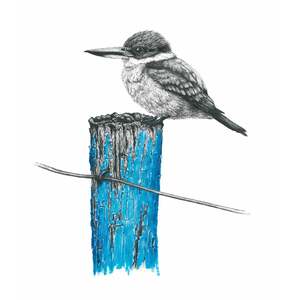Printmakers: Bird Sketches Limited Edition Series