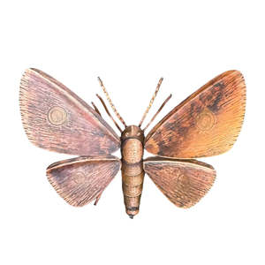 Copper Sculptures: Copper Kawakawa Looper Moth | Notched Wings