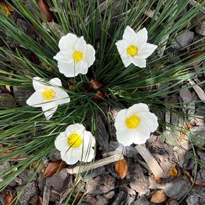 Outdoor Sculptures: Ceramic White Flowers | Box Of 5