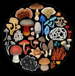Fungi | 1000 Pce Jigsaw