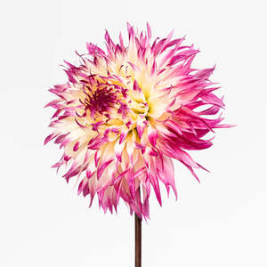 New: Priscilla Queen of the Desert | Dahlia Photo Art Print