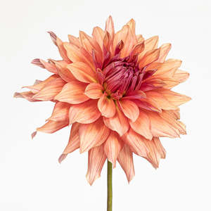 Emergence | Dahlia Photo Art Print