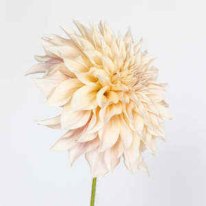 Art Gallery: Golden Dreams | Dahlia Photo Art Print