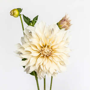 Antique Dreams | Dahlia Photo Art Print