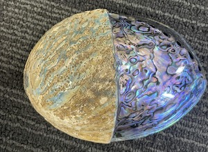 Paua Shell - Half Polished - Toi Toi Maori Art & Gift