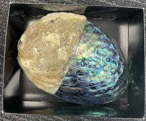 Paua Shell - Half Polished - Boxed - Toi Toi Maori Art & Gift