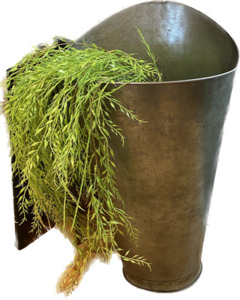 willow hanging