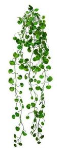 Flowers: trailing fern vine
