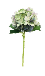 Flowers: flowers hydrangea cottage