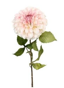 dahlia pom pom