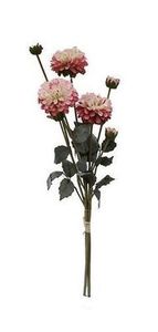 Flowers: flowers pink pompom dahlia