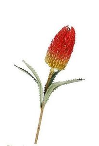 Flowers: flowers banksia spray red