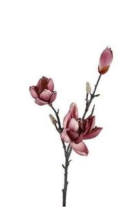 flowers port wine magnolia