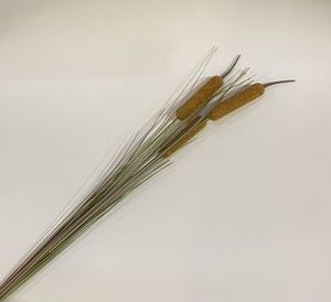 Clearance: grass cat tail 85cm