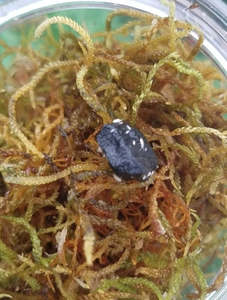 Springtails - The clean up crew Last postage day for 2025 for springtails Wednes&hellip;