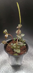 Terrarium Building: Baby Peperomia albovittata