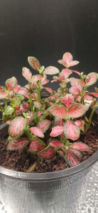 Terrarium Building: Nerve Plants