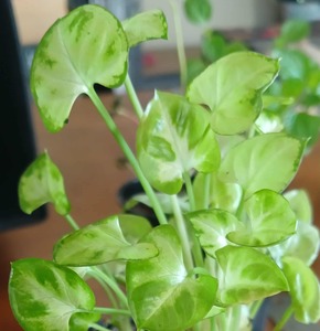 Pixie Syngoniums Large