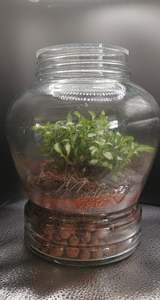 Memory Jar Terrarium