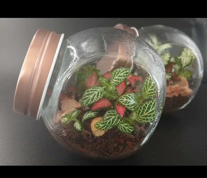 Terrariums: Mini's