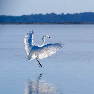 White Heron Landing