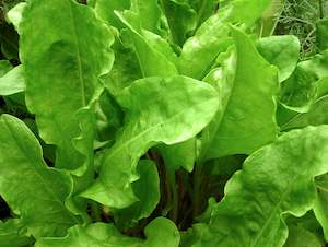 Fruits Vegetables: Perpetual spinach